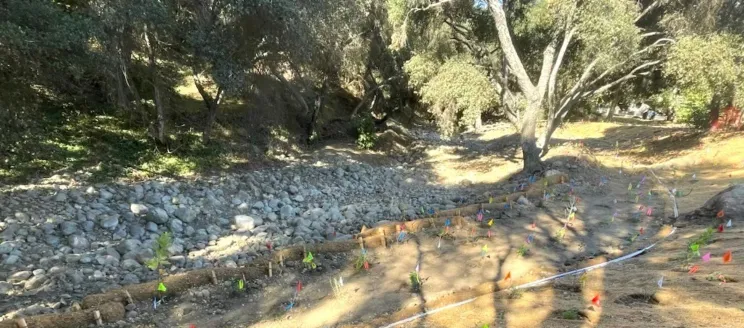 Mission Creek at Oak Park, Flag marking planting area