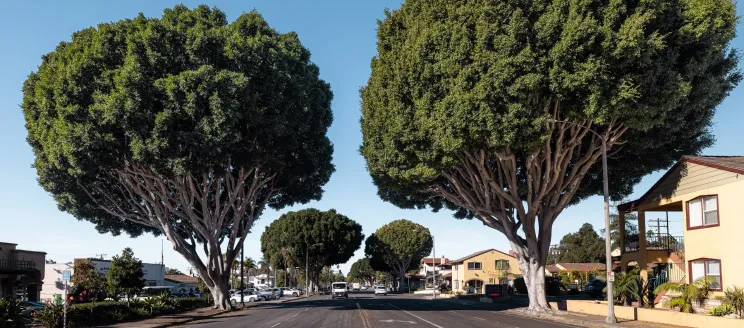 Ficus microcarpa (Indian laurel fig) trees along State Street from South Ontare Road to Las Positas Road