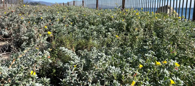 East_Beach_Weeds