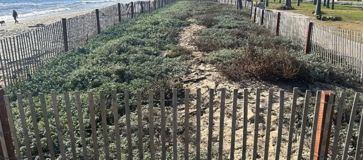 Second after photo of restoration area looking north to Stearns Wharf