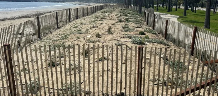 Second before photo of restoration area looking north to Stearns Wharf.