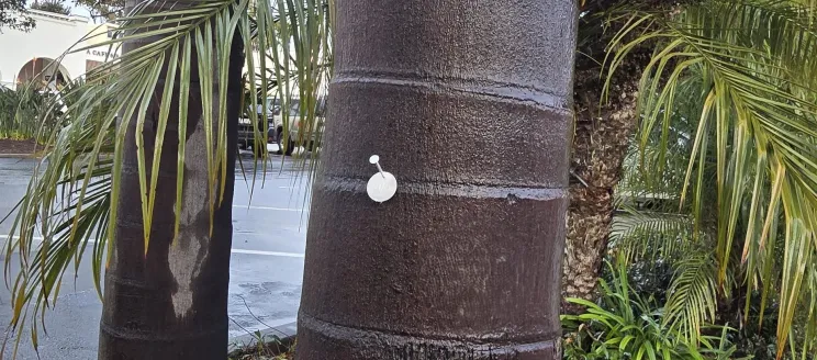 Tree_Tag