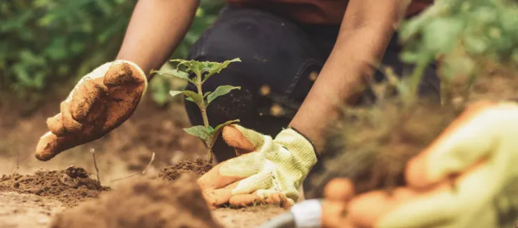 Stock image close up of someone planting a tree.