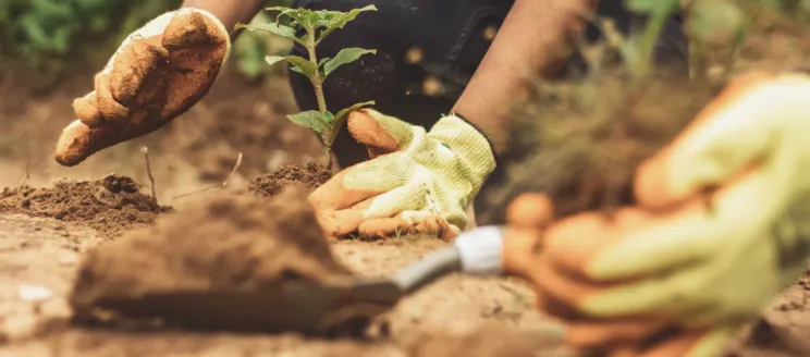 Stock image close up of someone planting a tree.
