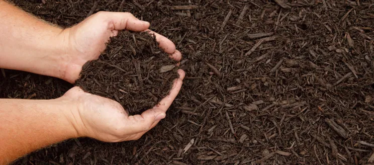 Cupped hands holding mulch