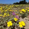 Native plants at Bird Refuge restoration on East Beach