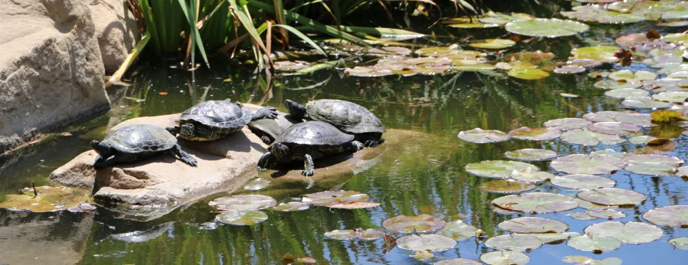 Turtles in the pond at Alice Keck Park Memorial Garden