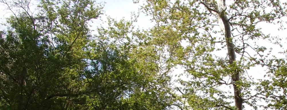 Western Sycamore Tree located in the creek bed