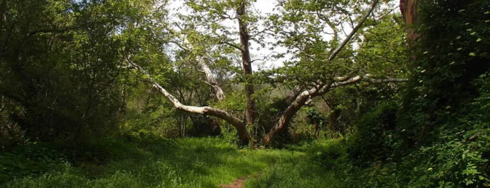 Western Sycamore Tree located in the creek bed