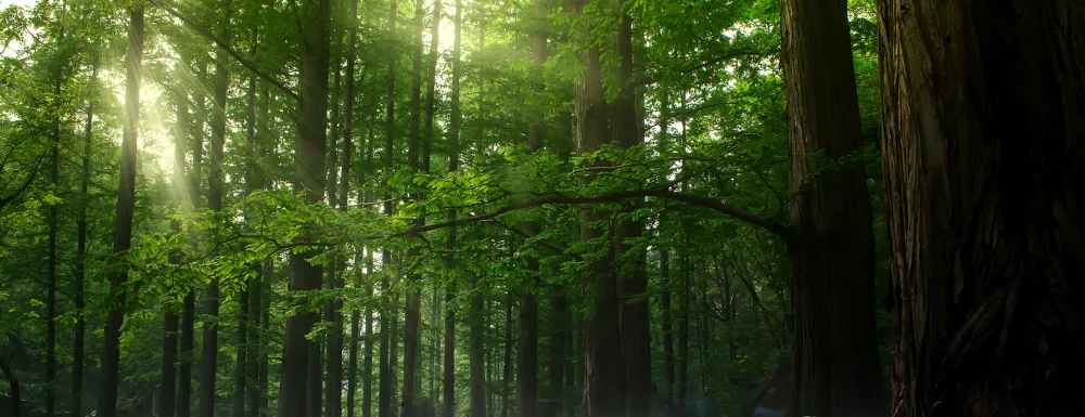 A forest of trees with mist updated