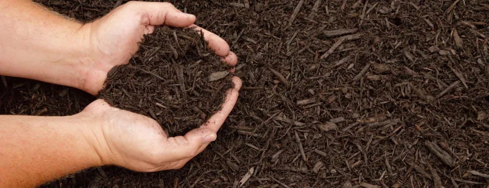 Picture of cupped hands holding mulch