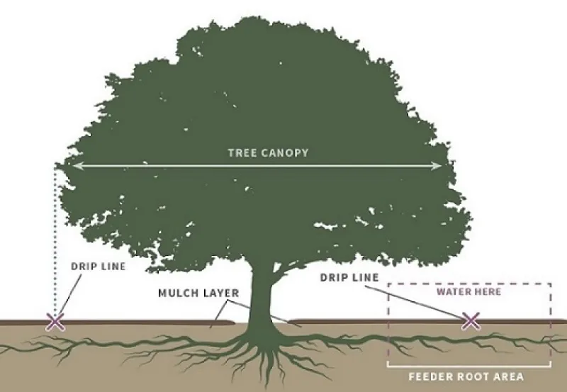 Tree Watering | City of Santa Barbara