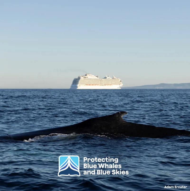 Whale with a cruise ship in the background. 