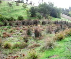 Plants in a wetland at the Barger Canyon Restoration 