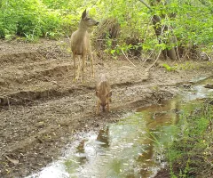 Deer drink from Upper Arroyo Burro at the Barger Canyon Restoration