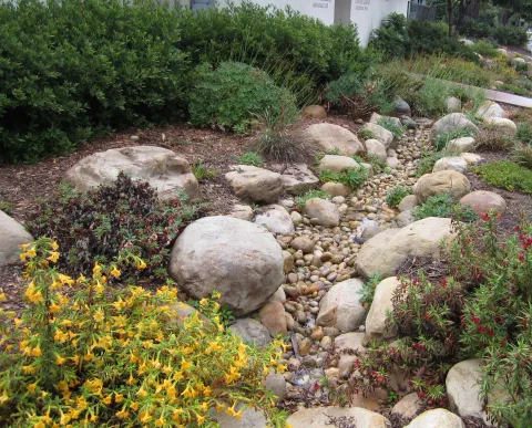 rain garden