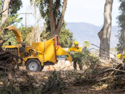 Crew adds pruned eucalyptus branches to a chipper